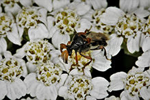 wedge-shaped beetle (Ripiphorus sp.)