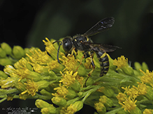 weevil wasp (Cerceris halone)