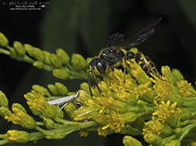 weevil wasp (Cerceris halone)