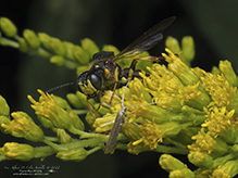 weevil wasp (Cerceris halone)