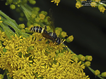 weevil wasp (Cerceris halone)
