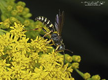 weevil wasp (Cerceris halone)