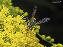 weevil wasp (Cerceris halone)