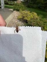 western conifer seed bug