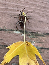 western conifer seed bug