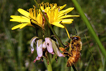 western honey bee