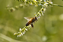 western honey bee