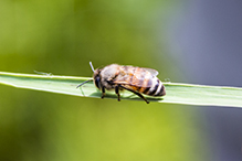 western honey bee