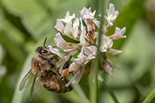 western honey bee