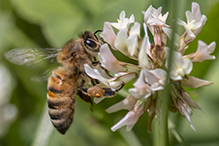 western honey bee