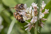 western honey bee