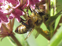 western honey bee