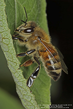 western honey bee