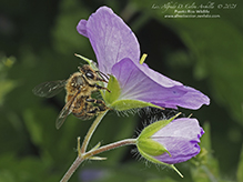 western honey bee