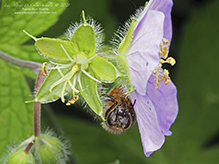 western honey bee