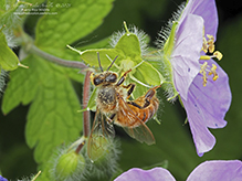 western honey bee