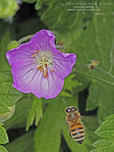 western honey bee