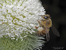 western honey bee