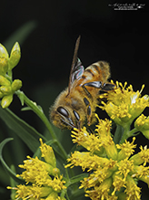 western honey bee