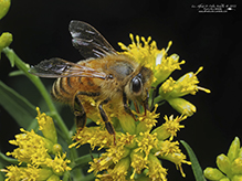 western honey bee