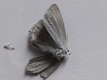 western tailed-blue