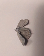 western tailed-blue