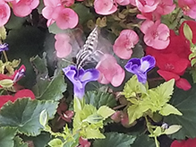 white-lined sphinx