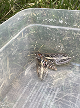 white-lined sphinx