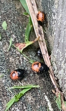 white-margined burrower bug