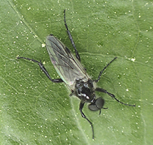 white-winged march fly