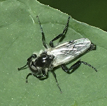 white-winged march fly