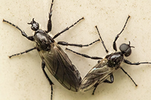 white-winged march fly