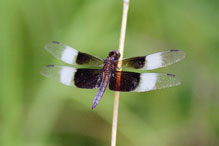 widow skimmer