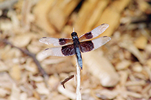 widow skimmer