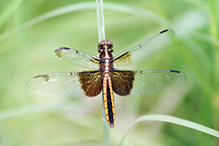 widow skimmer