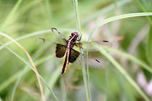 widow skimmer