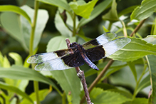 widow skimmer