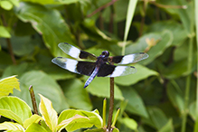 widow skimmer