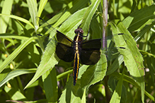 widow skimmer