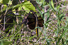 widow skimmer