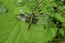 widow skimmer