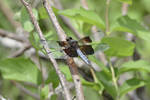 widow skimmer