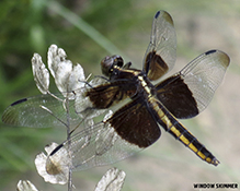 widow skimmer