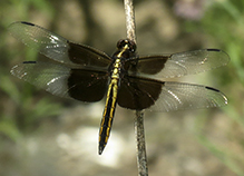 widow skimmer