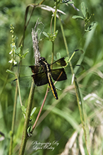 widow skimmer