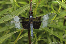 widow skimmer