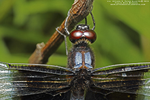 widow skimmer