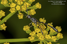 wild carrot wasp