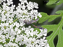 wild carrot wasp