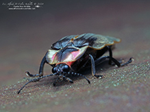winter firefly